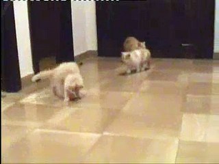 cats play football