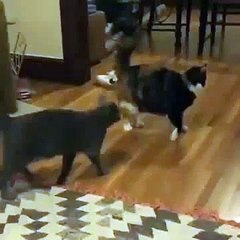 Cat’s attack with an impressive ninja flip move - YouTube