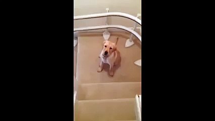 Dog learning how to go down stairs - YouTube