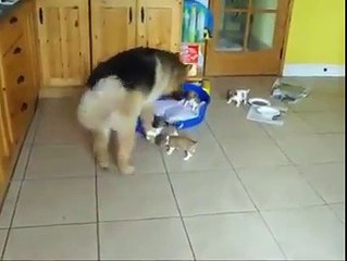 German Shepherd adopts 5 orphaned Jack Russell pups - YouTube