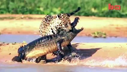Tiger Attacks Caiman Crocodile