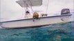 Dog sees Dolphins from boat What happens next will touch your heart forever