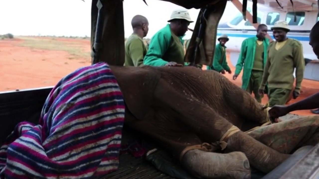 10 Extraños Amigos Animales -  Ten strange animal friends