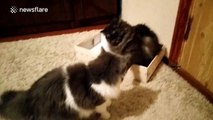 Two cats fight for a place in a shoe box