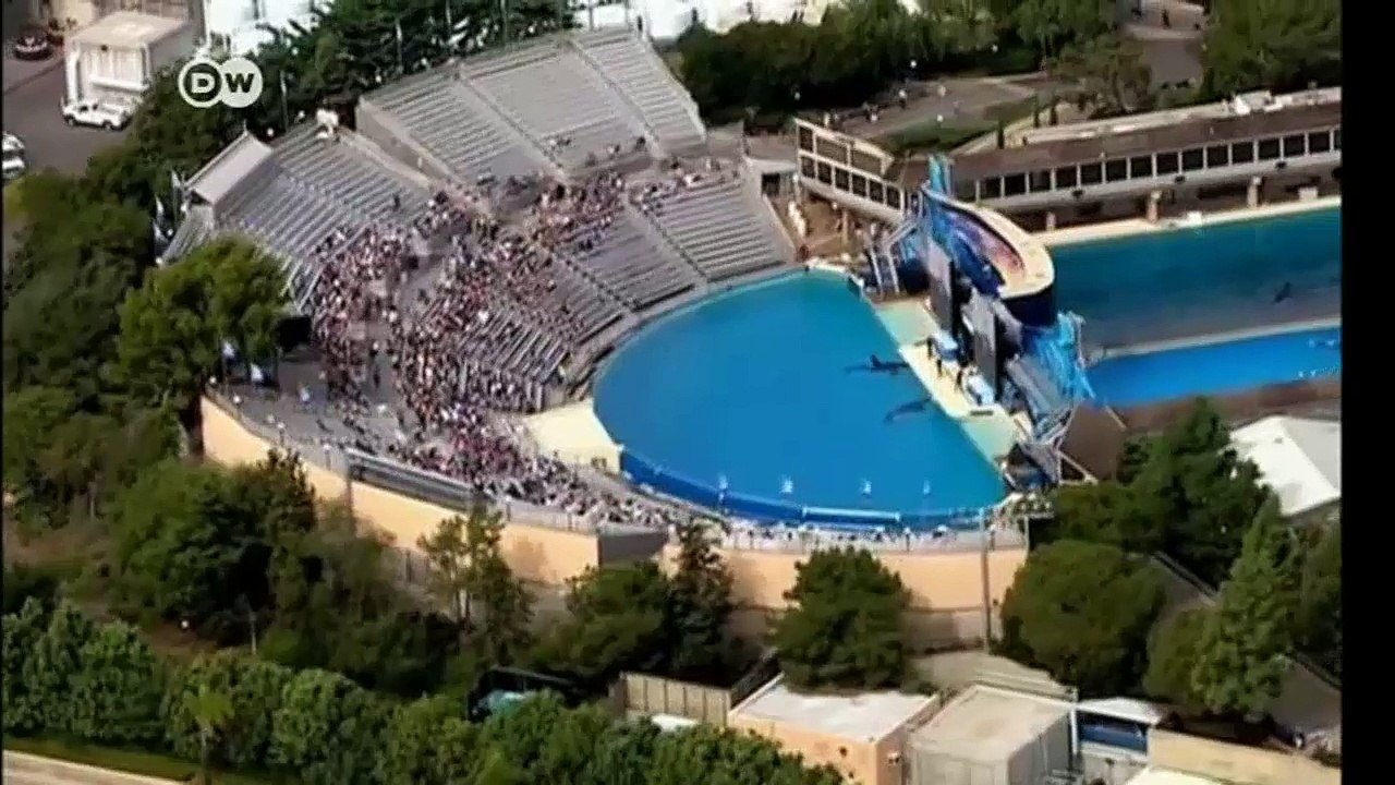 Sea World's orcas set to retire | DW News