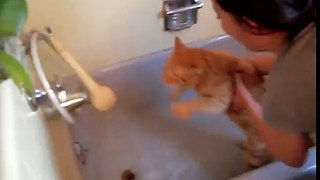 Official Video: Cat Bath Freak Out -Tigger the cat says 'NO!' to bath