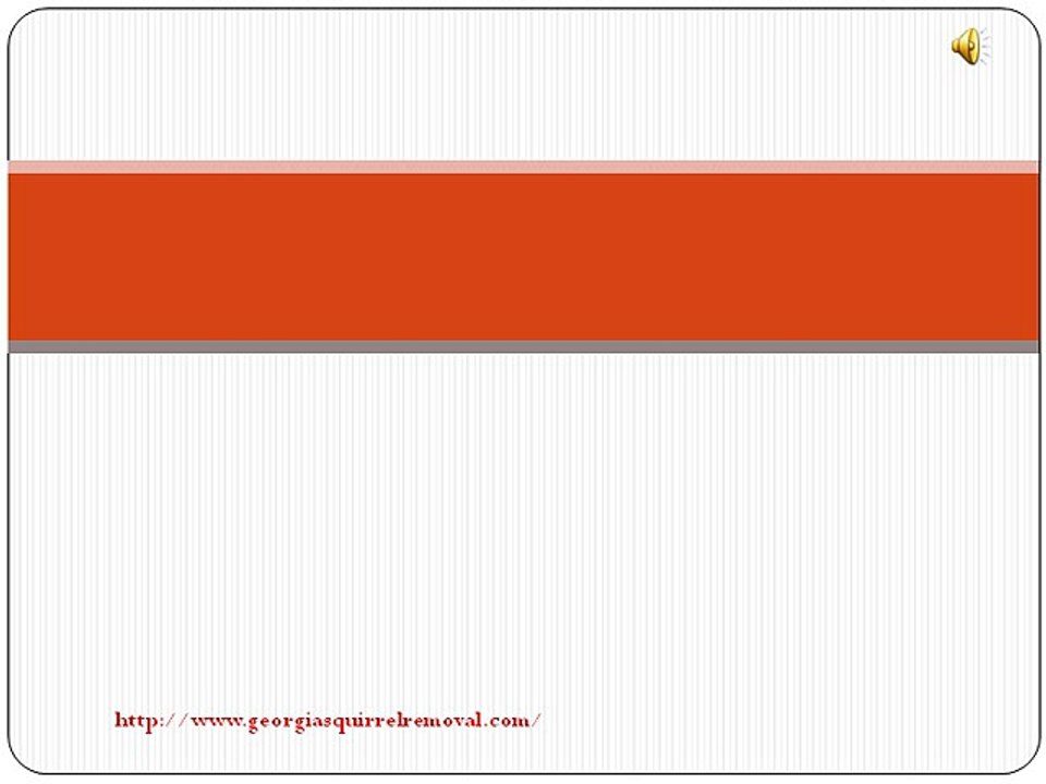 How To Remove Squirrels In Attic