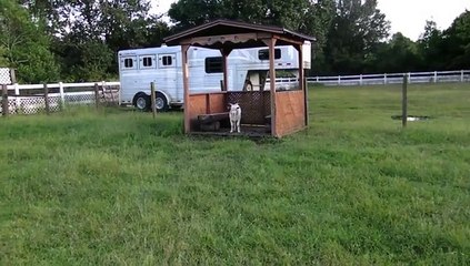 Goat Faints As Soon As He Steps Off The Gazebo-Funny Entertainment Videos-by Funny Videos Collection