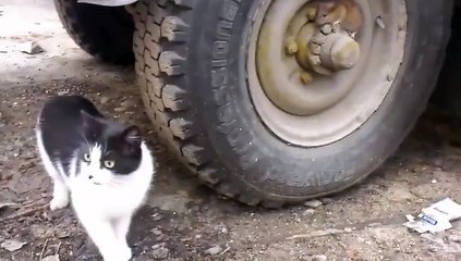 Hamster Camouflages Himself From Hungry Cat-Funny Entertainment Videos-by Funny Videos Collection