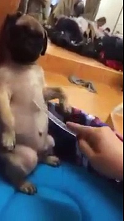 Chú chó bị chủ bắt nạt, dạy dỗ, videao hai huoc