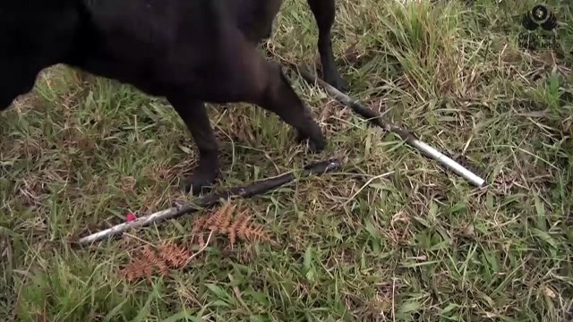 ELN ofrece liberar soldados prisioneros en Colombia