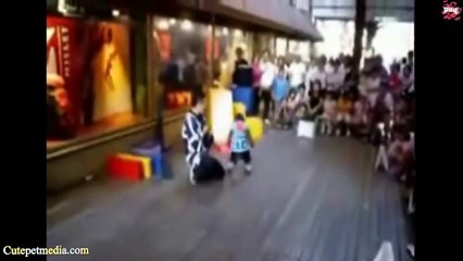 Most Funny Monkey Videos