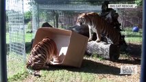 Watch what these big cats do when they see a cardboard box for the first time...