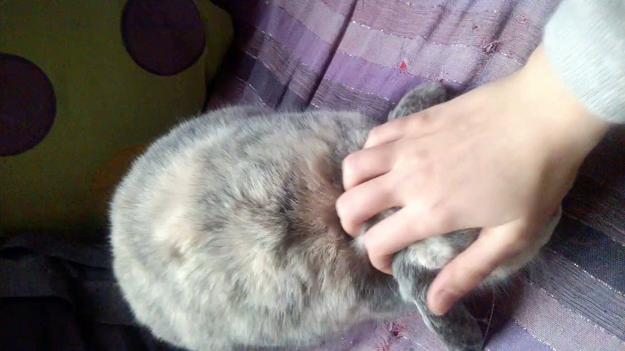 Massage-lapin #2