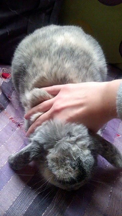 Massage-lapin #4