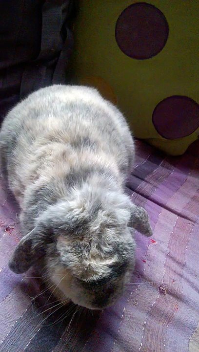 Massage-lapin #5