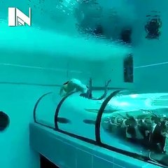 Mermaid put on display in water tank