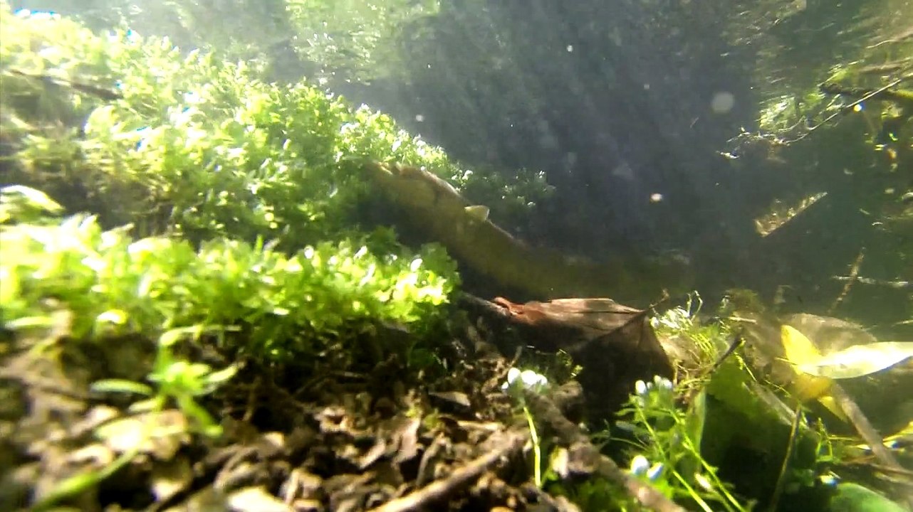 Rivières vivantes de normandie