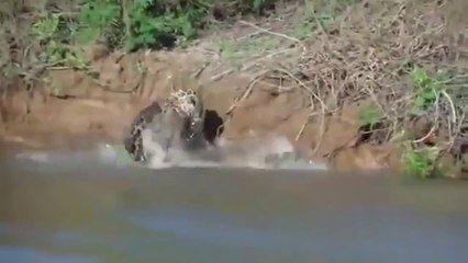 Ozzy Man Reviews- The Lives of Animals