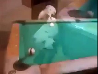 Smart Dog Playing Pool! - YouTube