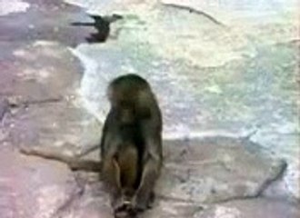 Monkey miror