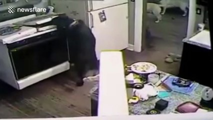 Dog almost sets house on fire