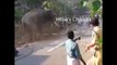KILLER TIGER & ELEPHANT ATTACK IN KERALA INDIA