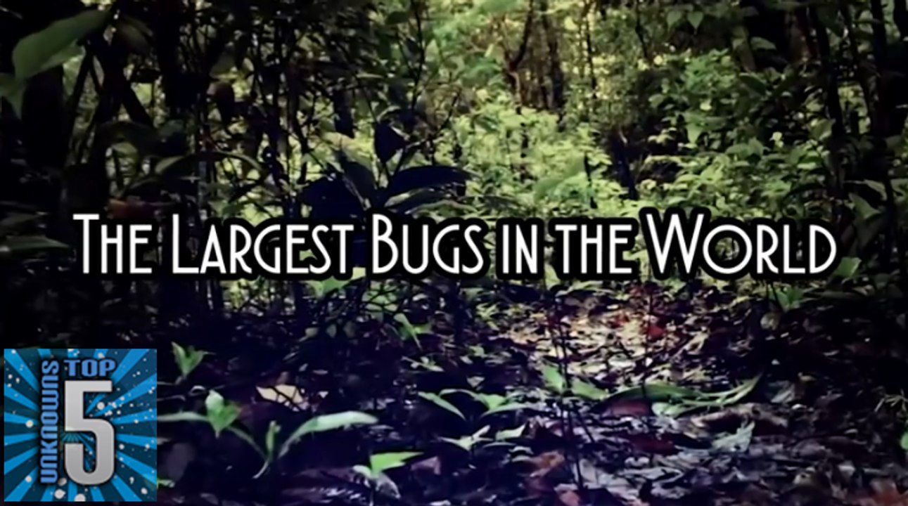 5 Biggest Bugs You Won't Believe Actually Exist In The World
