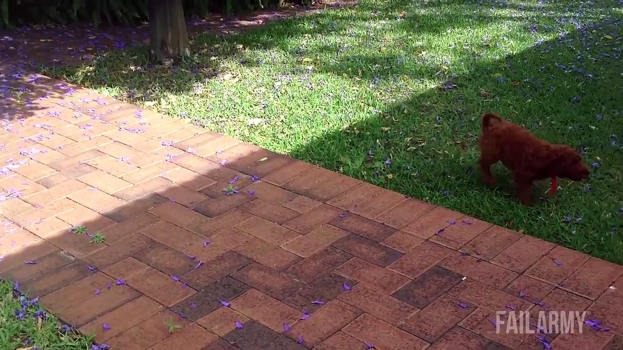 Funniest Animal Fails Compilation 2015