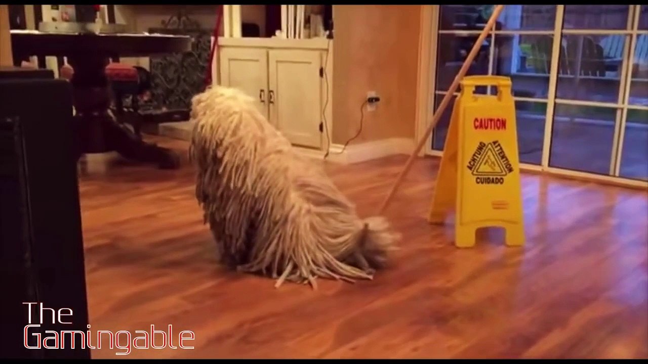 funny animals compilation