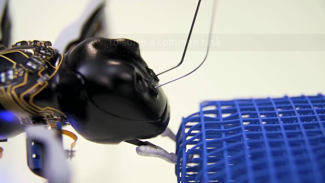 Festo – BionicANTs