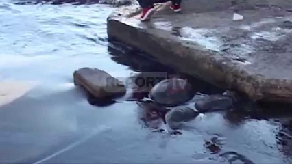 Report TV - Pastrohet vija bregdetare, mister vendi ku përfundoi rëra e ndotur