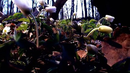 Awesome Beautiful Nature Flowers Growing