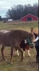 There is more than one way to mount a pony - YouTube