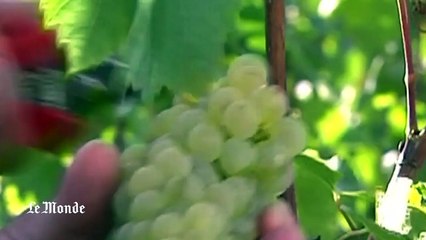 Climat : quand le réchauffement climatique a un impact sur la production de champagne