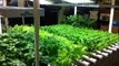 Indoor Gardening Plants in carbondale