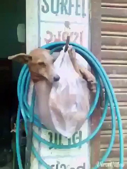 dog in funny mode