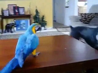 Guacamayos jugando con el perro. Loro divertido y un perro