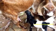 The first feeding. Two funny goat for the first time on feeding