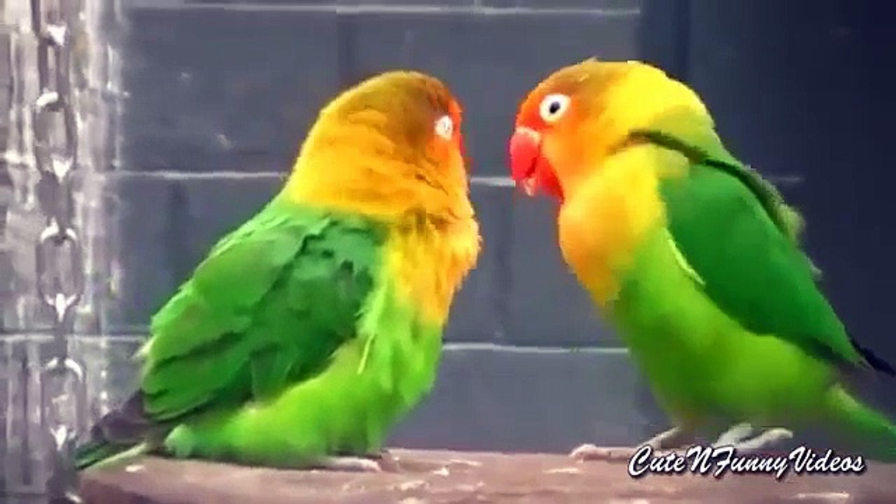 Birds recognition. Funny parrot declaration of love