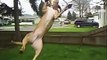 Dog attacks a tree. Funny dog grabbed the branch of a tree
