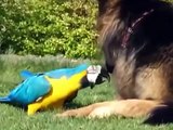 Dog and Macaw playing with a stick. Funny dog and parrot