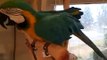 Macaws very contagious laugh! Funny parrot laughs