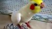 Beautiful parrot whistles. Funny parrot