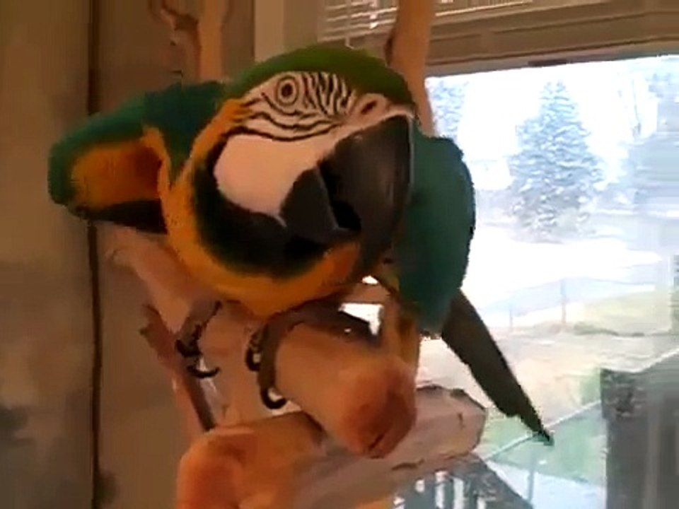 Guacamayos risa muy contagiosa! Risas divertidas loro