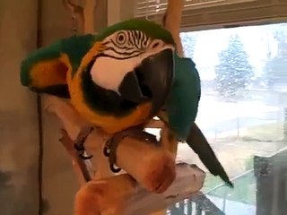 Guacamayos risa muy contagiosa! Risas divertidas loro