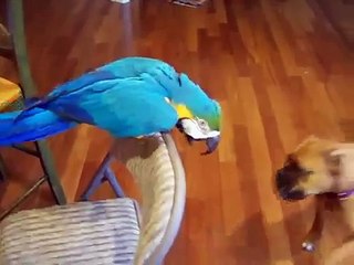 Loro dice bulldog no está mordiendo. El perro y el loro