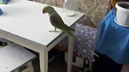 Loro juega con un gato con su larga cola. Un gato y un loro