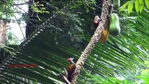 La contención de la papaya. Ardilla y pájaros no dividir la fruta divertido