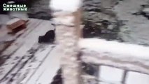 La primera nieve y los perros. Perros divertidos divierten en la nieve